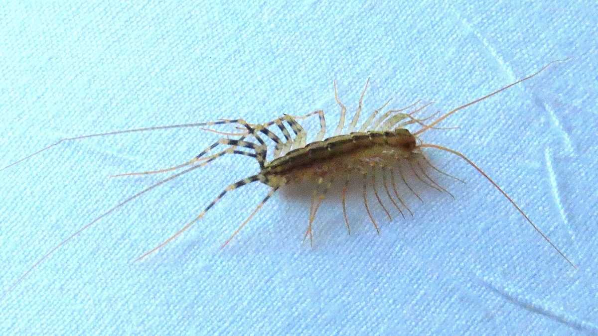 Mille-patte ou scutigère observé dans une maison, signe possible d’humidité ou de petits insectes