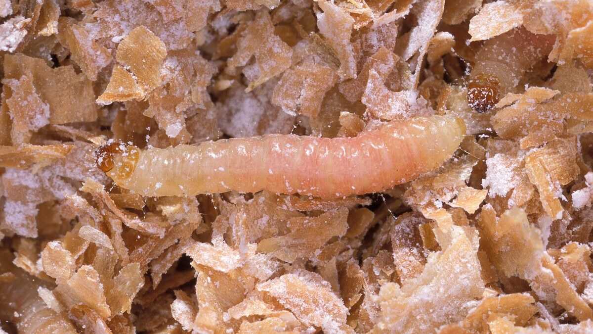 Larves de mites alimentaires, source possible de vers blancs dans un placard de maison
