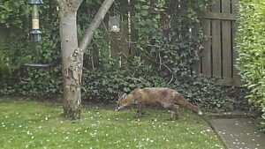 Renard roux dans un jardin végétalisé