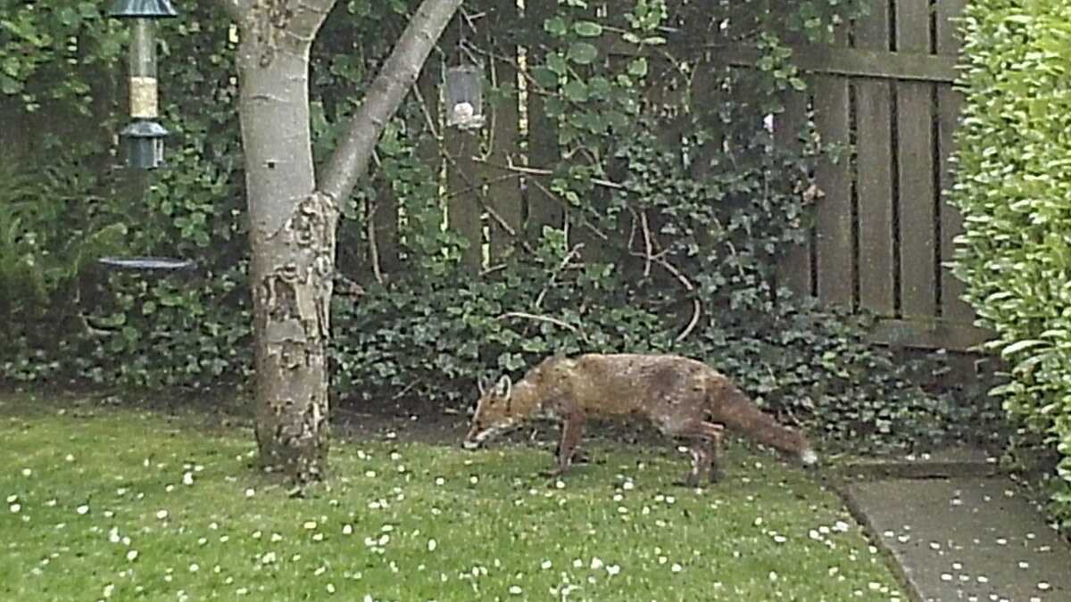 Renard roux dans un jardin végétalisé