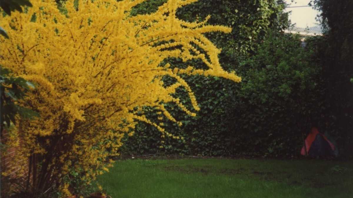 Jardin clos attenant à une habitation, illustrant un espace extérieur réservé