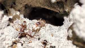 Fourmis en déplacement : illustration pour identifier leur présence dans la maison